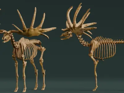 Realistic Mammals Fossil - Megaloceros Low-poly 3D model