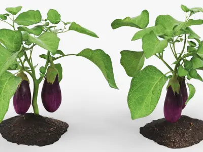 Eggplant Plant with Root Soil Purple 3D model