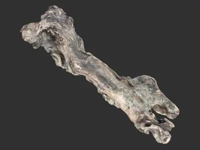 3d scan of the tree trunk 3D model