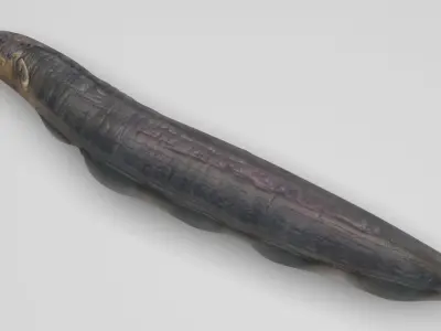 Electric Eel 3D model
