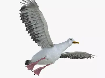 Seagull bird rigged 3d model Low-poly 3D model