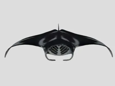 Manta Low-poly 3D model