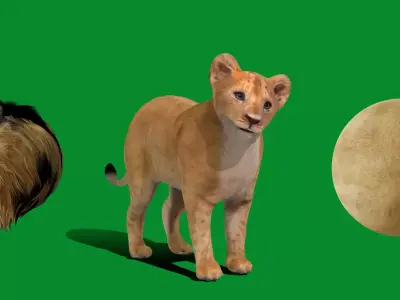 Lion Cub Free 3D model