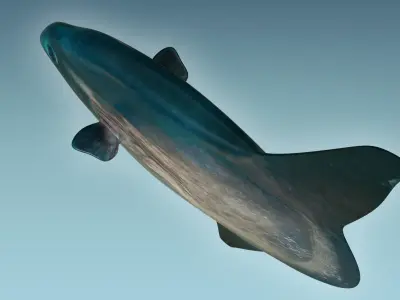 Sunfish close up of tuna fish 3D model