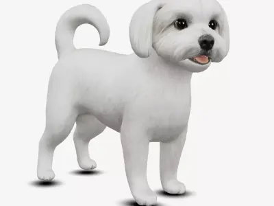 Dog Maltese Low-poly 3D model
