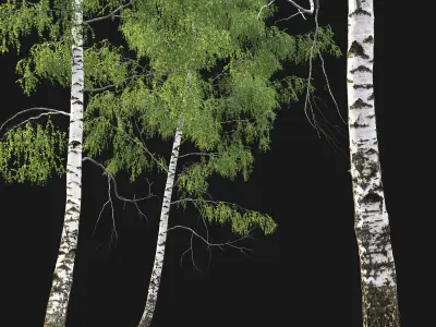 Birch forest part 05 3D model
