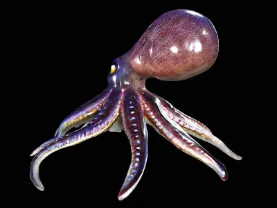 Awesome Squid 3D model