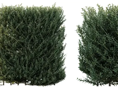 AV Gray Box Westringia Fruticosa Coastal Rosemary 3D model