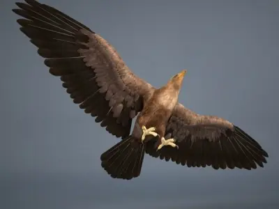 Eagle in flight 3D model