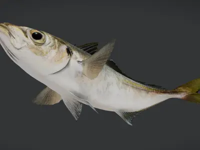 Jack Mackerel Animated 3D model