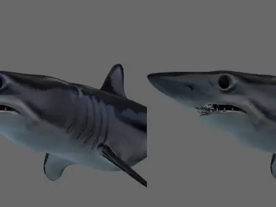 Shortfin Mako Shark 3D model