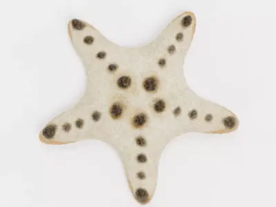 -Chocolate Chip Starfish -  3D model