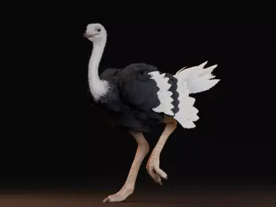 Realistic Animals Savannah - Ostrich Low-poly 3D model