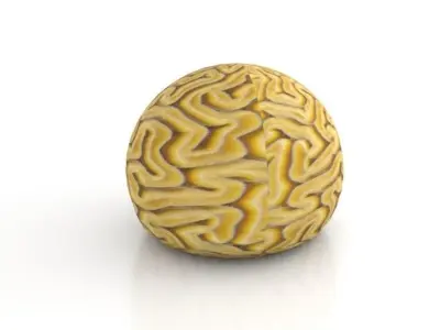 Braincoral brain Free low-poly 3D model