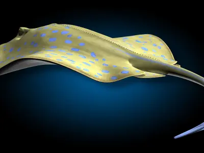Blue-spotted Stingray 3D model