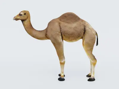 Camel Free 3D model