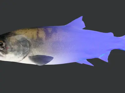 Realistic Masu Salmon Animated 3D model
