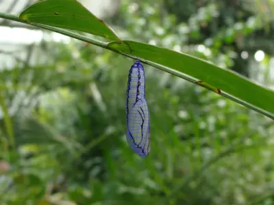 Chrysalis 2 butterfly Low-poly 3D model