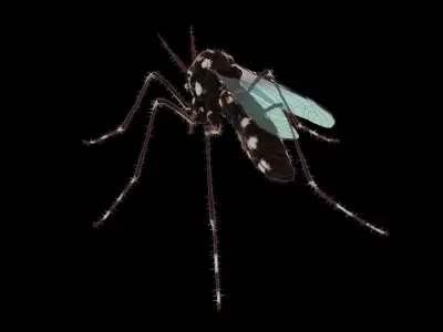 Midge mosquito 3D model