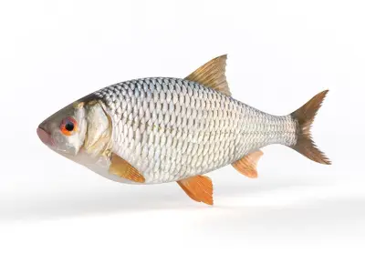Roach Fish 3D model