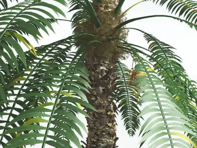 EVERYPlant Date Palm 3 --16 Models-- 3D model