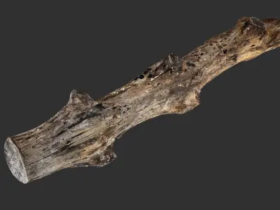 3d scan withered tree trunk in highpoly 3D model