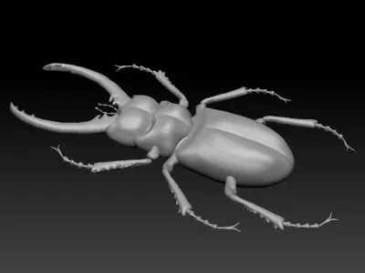 Beetle 3D model