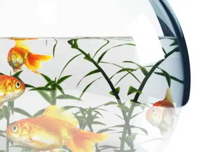 Aquarium  bowl 3D model