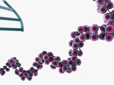 Chromosome Chromatin 3D model