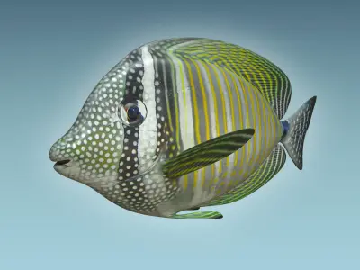 Zebrasoma Fish 3D model