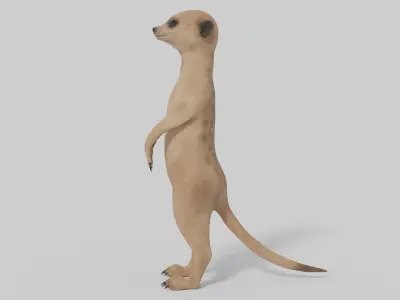 3D Meerkat Model Low-poly 3D model