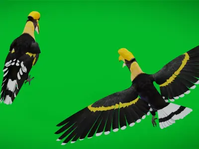 Great Hornbill Bird Low-poly 3D model