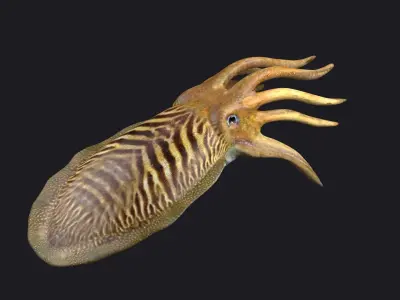 ocean the king squid  the giant squid the VR animal 3D model