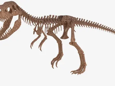 Tyrannosaurus Rex Skeleton 3D model