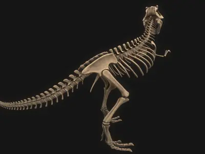 T-rex Skeleton 3D model