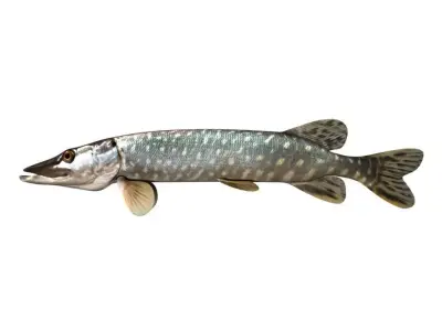 Pike Fish Esox Lucius 3D model