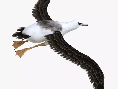 Albatross bird 3d model Low-poly 3D model