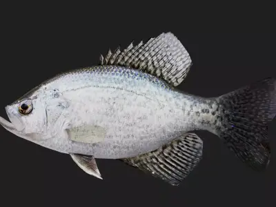 Panfish Low-poly 3D model