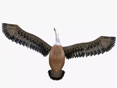 Vulture Bird rigged 3d mdoel Low-poly 3D model