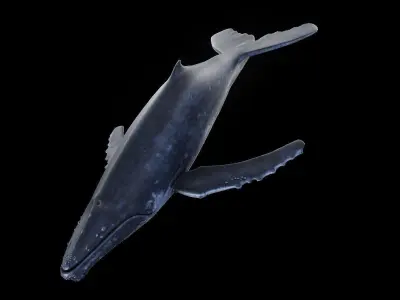 Humpback Whale Low-poly 3D model