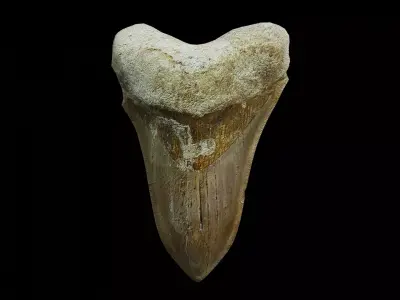 Megalodon shark fossil Free low-poly 3D model