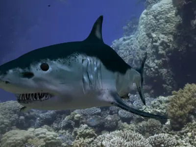 3D Model Shark Maco Low-poly 3D model