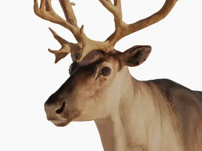reindeer Zbrush 3D model