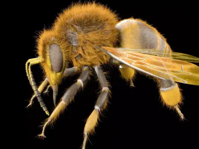 Bee Insect Low-poly 3D model