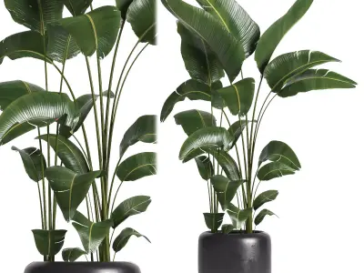 indoor plant 056 3D model