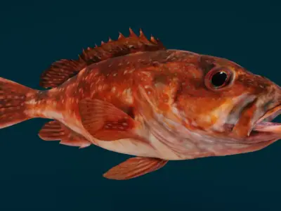 Rockfish Animated 3D model