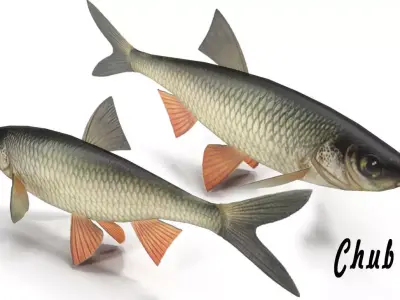 Chub fish Low-poly 3D model