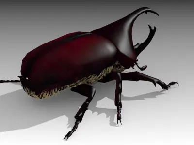 Rhinoceros Beetle Low-poly 3D model