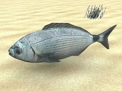 Orada - Oblada Melanura Low-poly 3D model