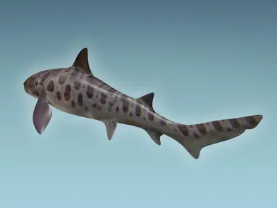 Leopark Shark 3D model